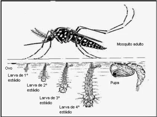 CHIPILÍN Frontera: El dengue y el chukungunya