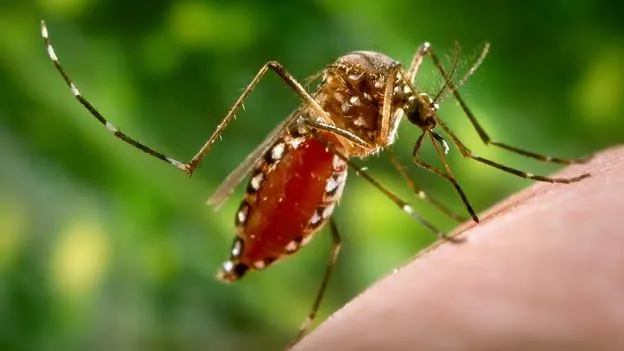 CHIPILÍN Frontera: El dengue y el chukungunya