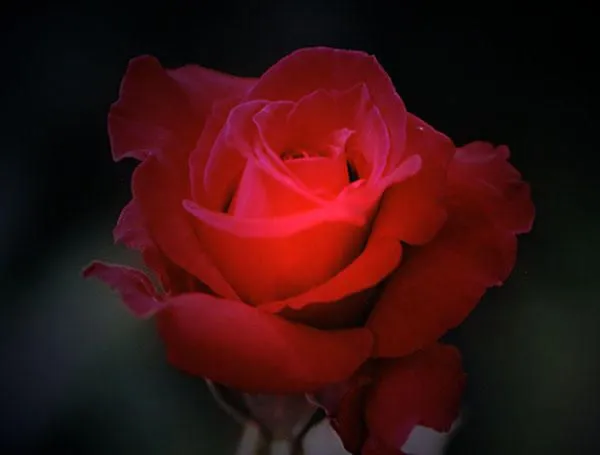 PARA MI CHIQUITA LINDA: ROSAS PARA LA MUJER MAS HERMOSA....PARA TI ... PARA MI CHIQUITA LINDA: ROSAS PARA LA MUJER MAS HERMOSA....PARA TI ...