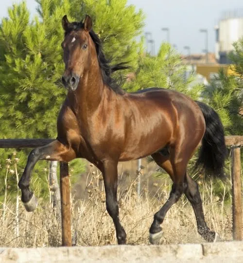 La Chispa: ANIMALES TERRESTRE