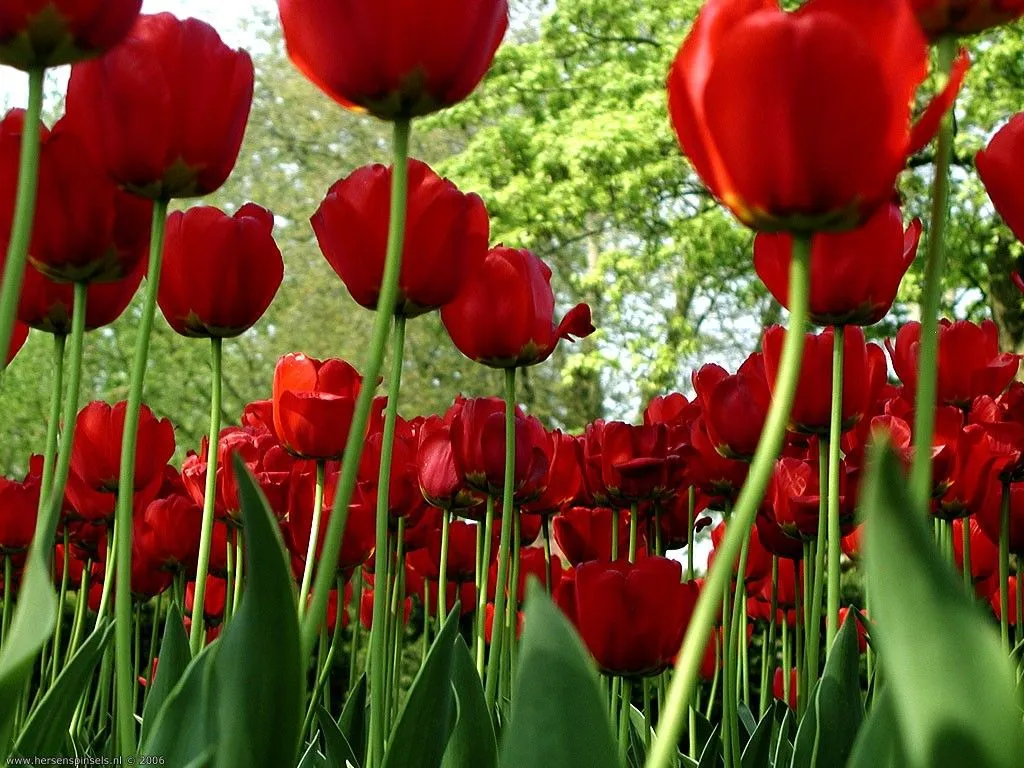 Fotos de Flores: Tulipanes rojos