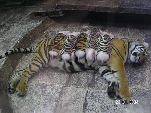 Los chistes del viernes » ¿Tigres o cerdos?