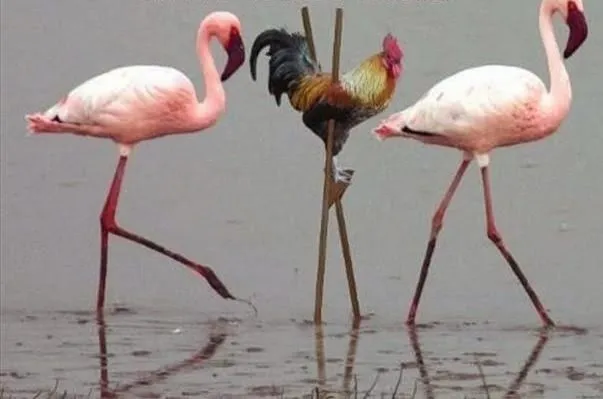 Cosas Chistosas: Imagenes chistosas : Hay un traidor entre nosotros Cosas Chistosas: Imagenes chistosas : Hay un traidor entre nosotros