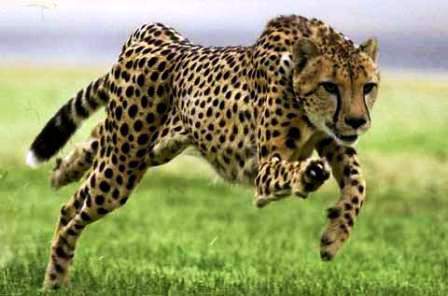 El chita, el mamífero más veloz del mundo | Experimentos para ... El chita, el mamífero más veloz del mundo | Experimentos para ...