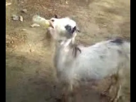 Chivo q toma cerveza - YouTube
