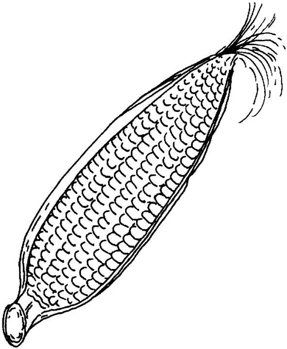 Imagenes de un elote para colorear - Imagui Imagenes de un elote para colorear - Imagui