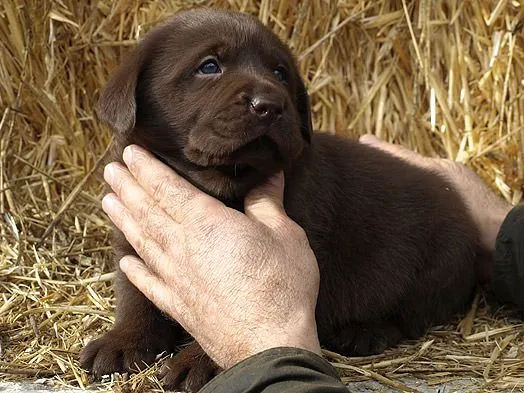 Chocolate | Labrador Retriever