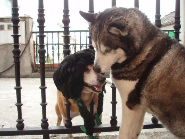 Cholo, de perro vagabundo a estrella de televisión | Los Bloggers ... Cholo, de perro vagabundo a estrella de televisión | Los Bloggers ...