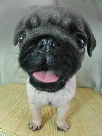 Muchos Choquitos :) narices de perritoos - Taringa!
