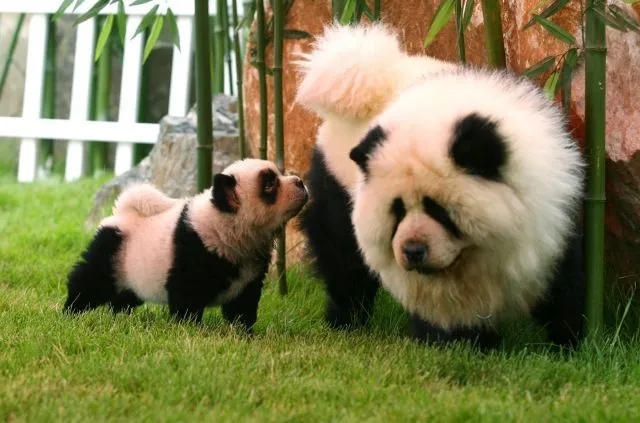 Dos Chow Chow 'vestidos' como osos panda | Qué.