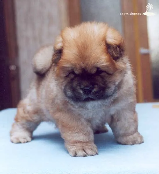 Imagenes de chau chau bebés - Imagui