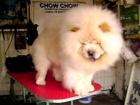 CHOW CHOW BLANCO - YouTube