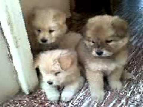 Chow Chow Cachorros Dorados Blancos.3gp - YouTube