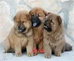 Chow Chow en España, Venta de Chow Chow en España, Compra-Venta de ... Chow Chow en España, Venta de Chow Chow en España, Compra-Venta de ...