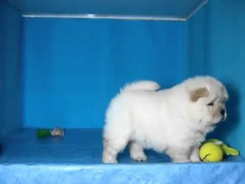 Chow Chow Hembra STA REF:198 35 Venta de perros. Comprar cachorros ...