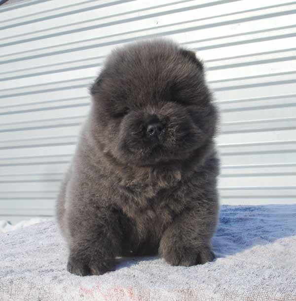 Chow chow de 1 mes | Mundo Perro