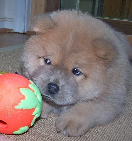 El chow chow y los niños | ElChowChow.com
