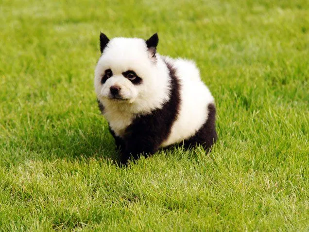 Chow chow panda bebé - Imagui