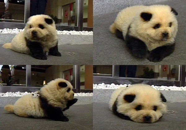 Chow chow panda bebé - Imagui