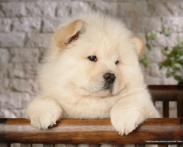 Imagenes de perros chow chow bebés - Imagui Imagenes de perros chow chow bebés - Imagui