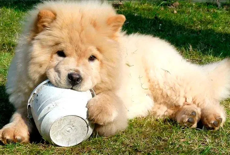 Chow Chow | Perros Chow Chow | Razas de perros