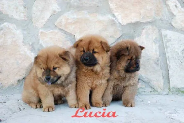 Chow Chow - Perros - Venta Mascotas