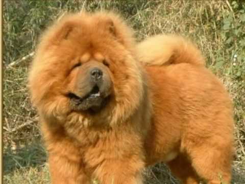 Chow Chow - YouTube