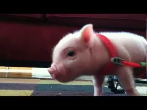 Chris el cerdito discapacitado que anda en silla de ruedas - YouTube Chris el cerdito discapacitado que anda en silla de ruedas - YouTube