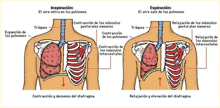 CIBI-