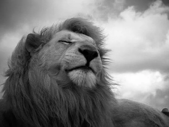 Tu cicatriz en mi ☼ • #Lion #Leon #King #Animal Tu cicatriz en mi ☼ • #Lion #Leon #King #Animal
