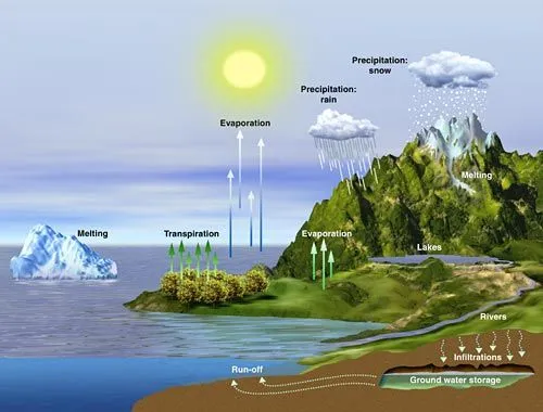 Ciclo del Agua en los bosques