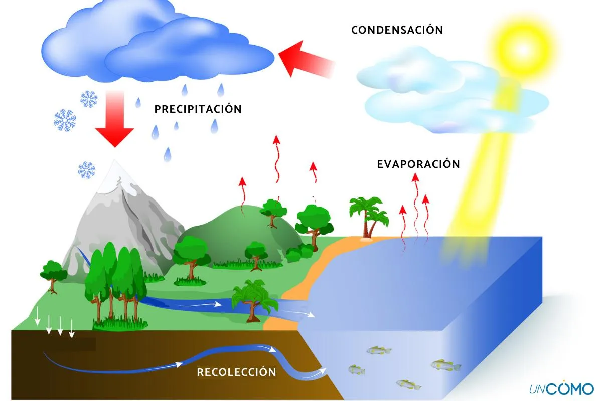 Qué es el ciclo del agua y sus etapas - Los mejores apuntes sobre las fases  del proceso hidrológico