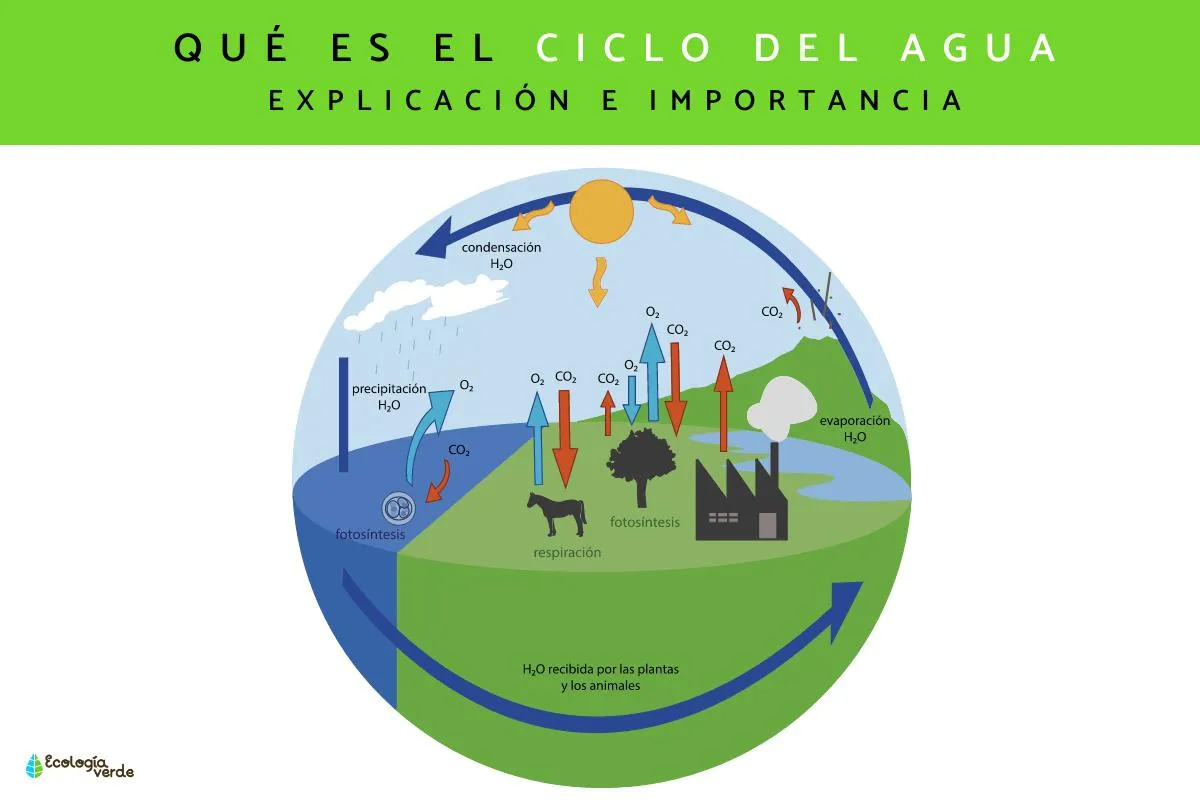 Qué es el ciclo del agua para niños - RESUMEN y esquema Qué es el ciclo del agua para niños - RESUMEN y esquema