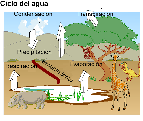 Ciclos Biogeoquímicos
