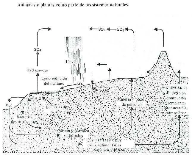 El ciclo del Azufre - Monografias.com