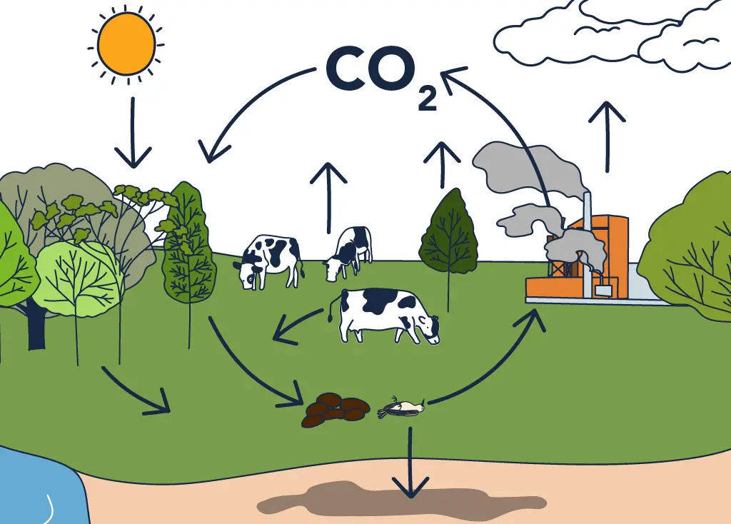 Ciclo del Carbono: Depósitos, Procesos e Impacto Actual - Geoplaneta.net Ciclo del Carbono: Depósitos, Procesos e Impacto Actual - Geoplaneta.net