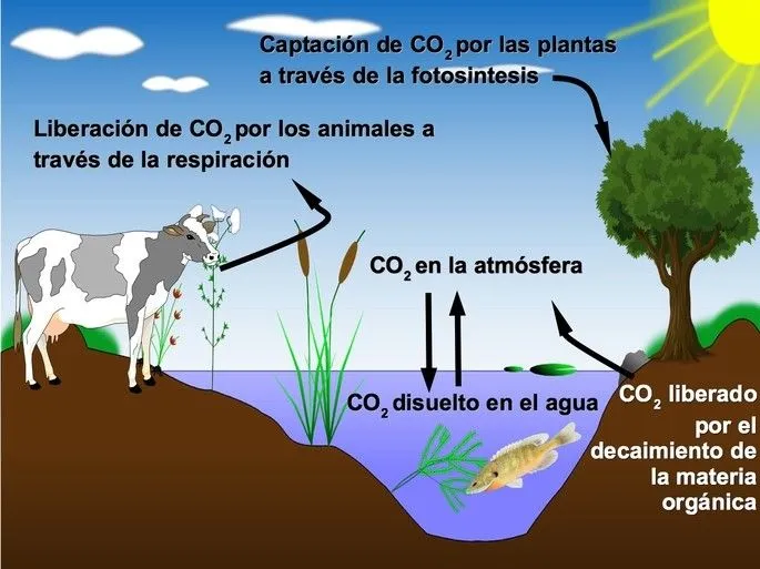 Ciclo del carbono: qué es, fases y características - Toda Materia