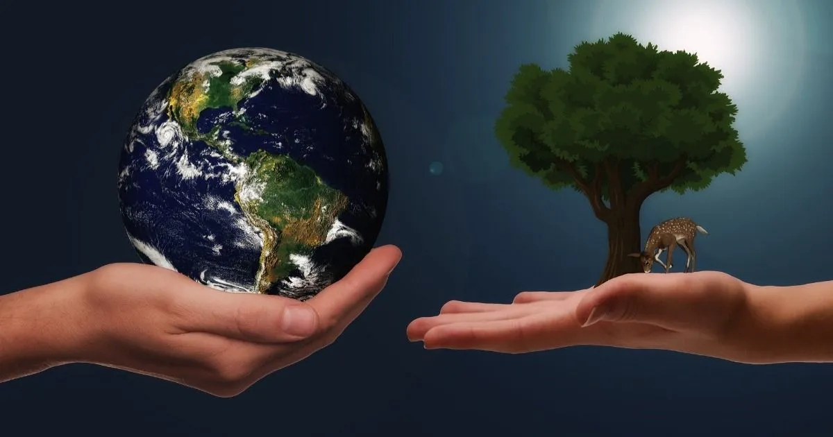 Ciclo del carbono: qué es, fases y características - Toda Materia Ciclo del carbono: qué es, fases y características - Toda Materia
