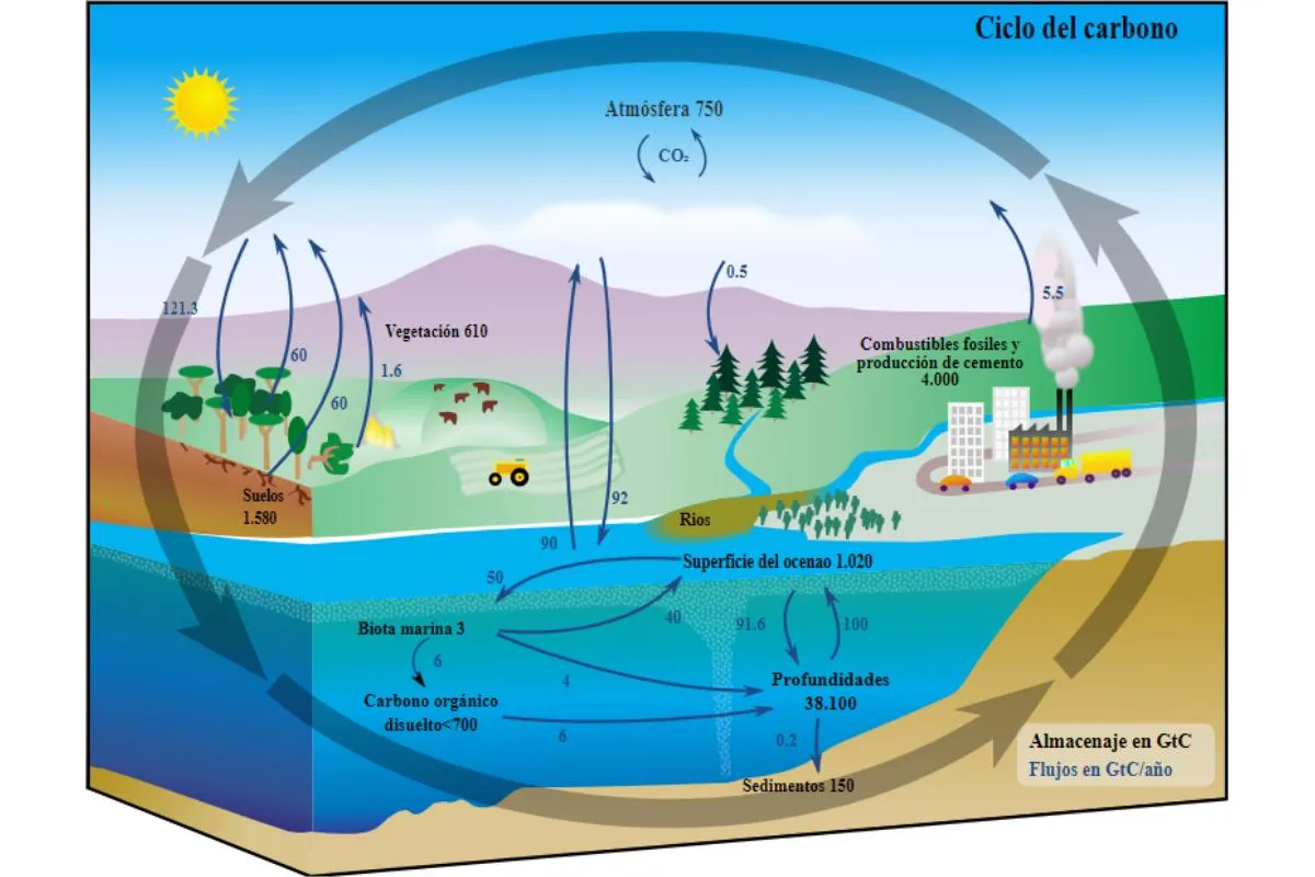 El CICLO del CARBONO: qué es, cómo funciona y su importancia - RESUMEN y ESQUEMAS El CICLO del CARBONO: qué es, cómo funciona y su importancia - RESUMEN y ESQUEMAS