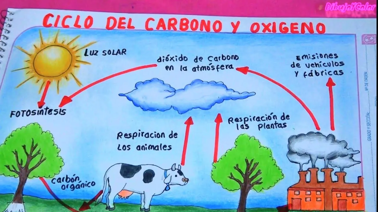 Ciclo del Carbono y el Oxigeno / DibujoYColor - YouTube Ciclo del Carbono y el Oxigeno / DibujoYColor - YouTube
