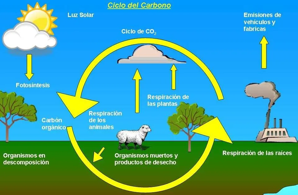 CICLO DEL CARBONO - rompecabezas en línea