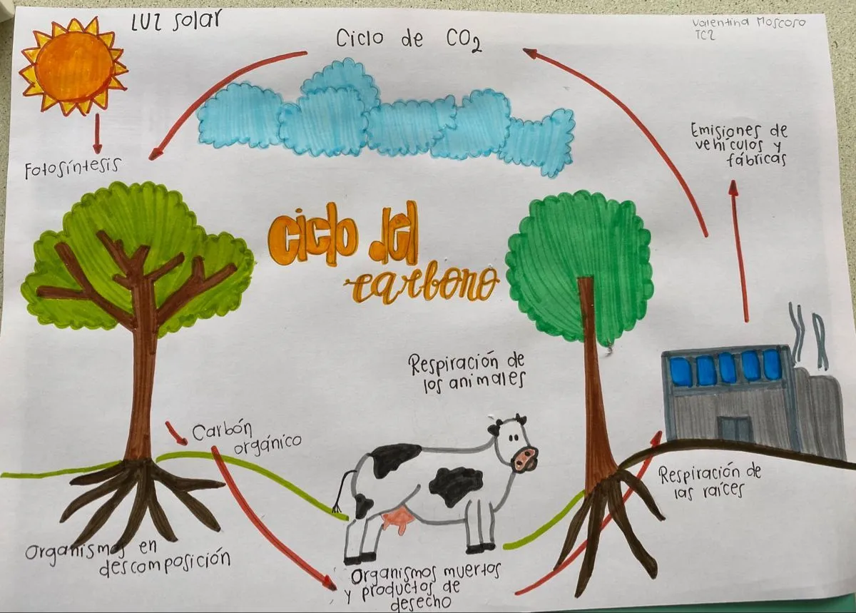 Ciclo del carbono | Tarjeta en ingles, Manualidades, Material docente