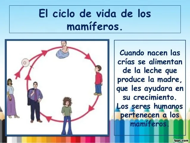 ciclo-de-vida-8-638.jpg?cb= ...