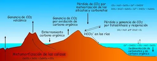 Láminas ciclo de carbono | Busco Imágenes