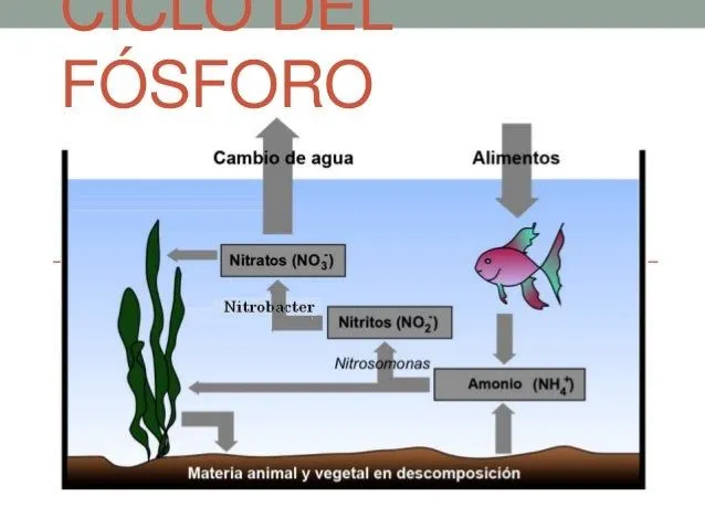 Ciclo del fosforo
