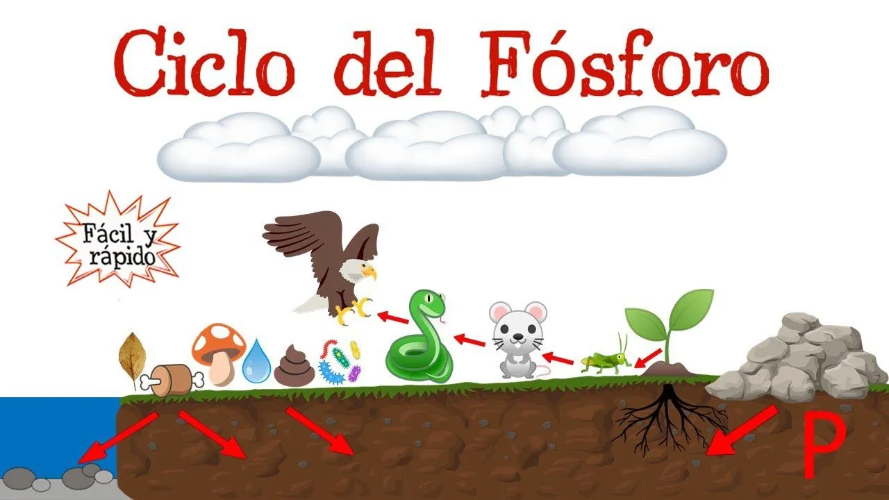 ♻️ Ciclo del Fósforo 