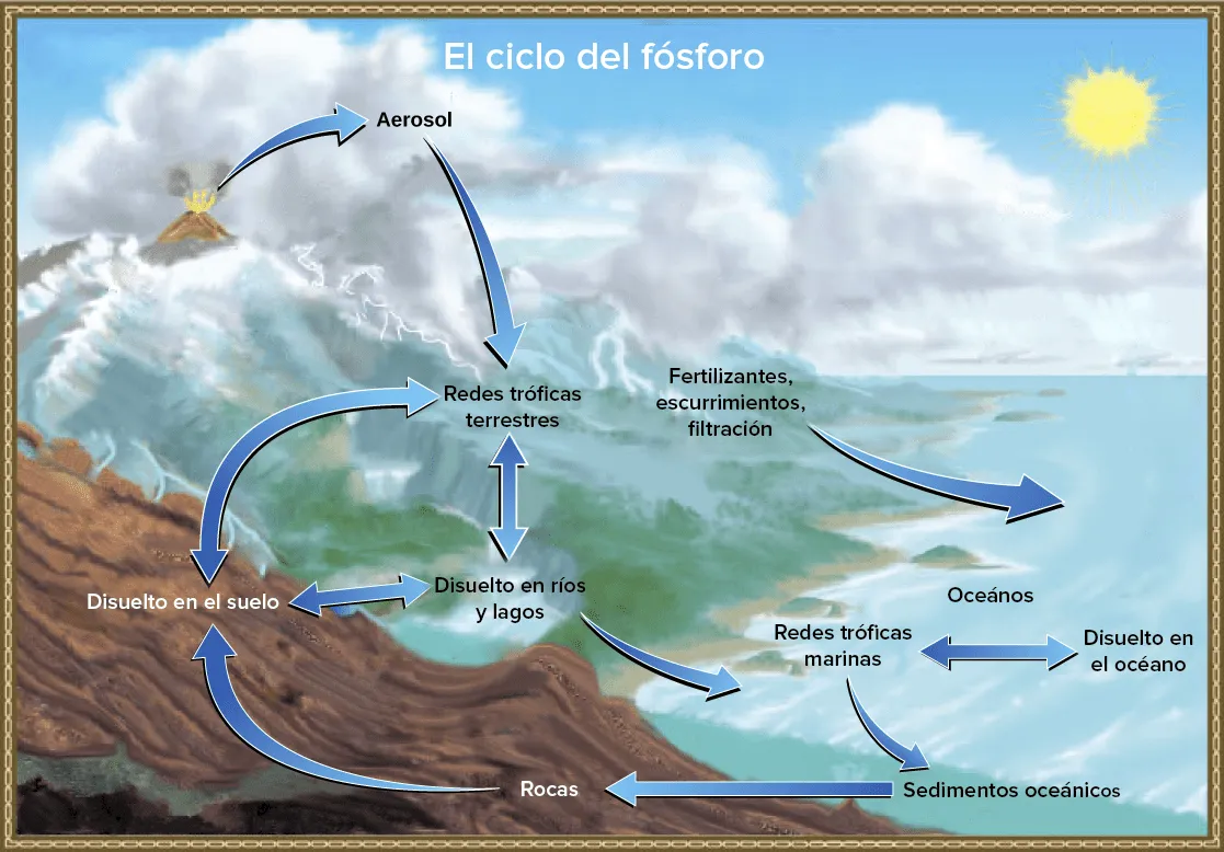 El ciclo del fósforo (artículo) | Ecología | Khan Academy El ciclo del fósforo (artículo) | Ecología | Khan Academy