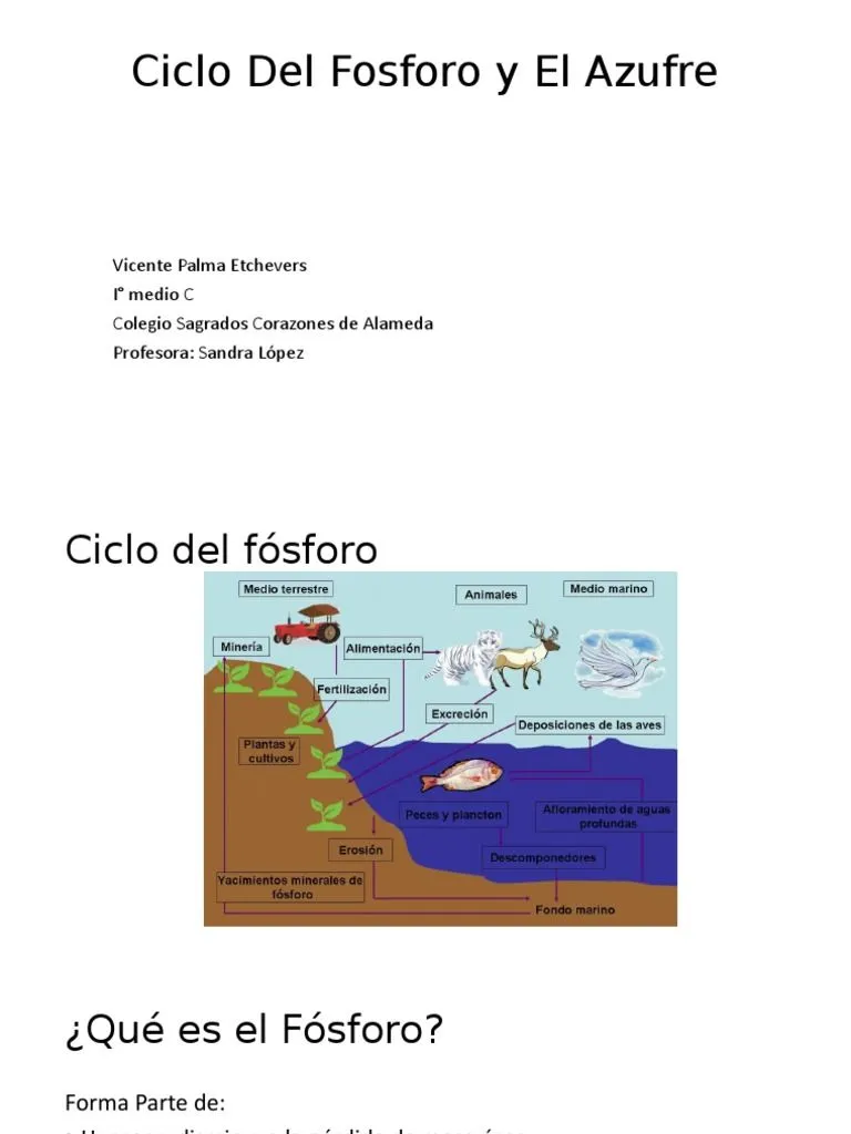 Ciclo Del Fosforo y El Azufre | PDF | Azufre | Fósforo Ciclo Del Fosforo y El Azufre | PDF | Azufre | Fósforo