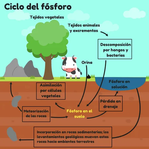 Ciclo del Fósforo - Significados