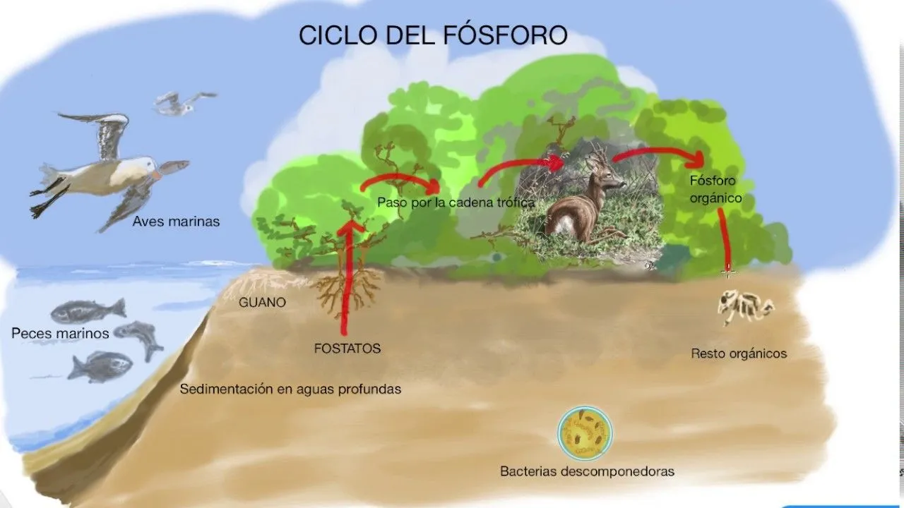 Ciclo del Fósforo - YouTube